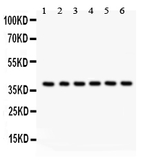 WB - Anti-Unrip Picoband Antibody ABO12098